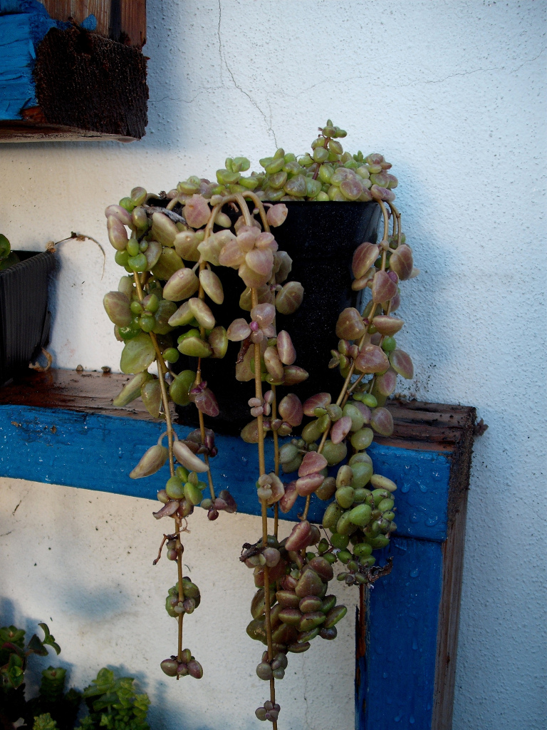 DSCF1555.jpg