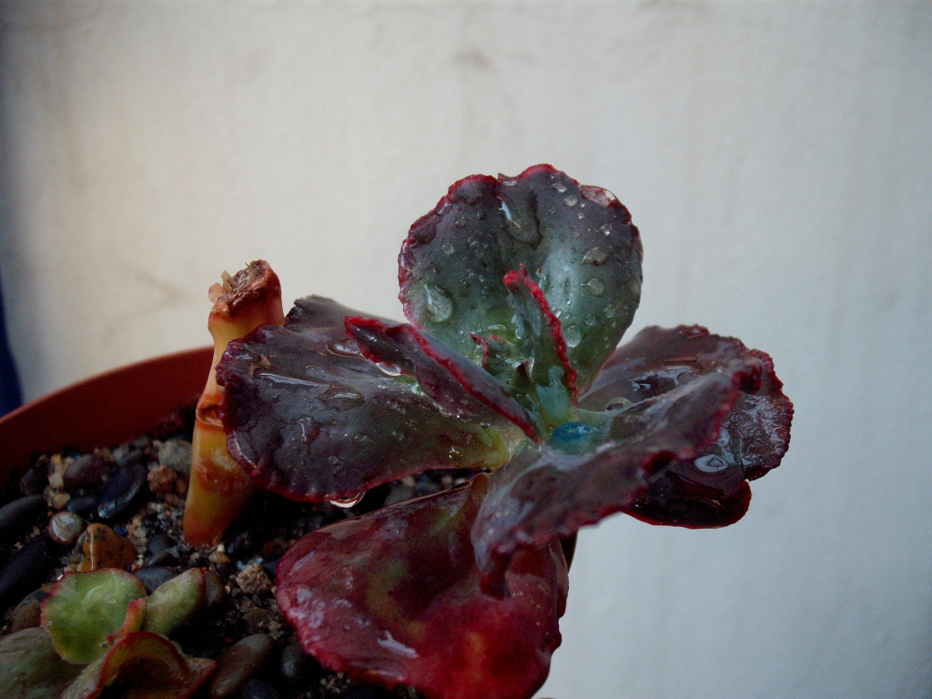 DSCF1557.jpg