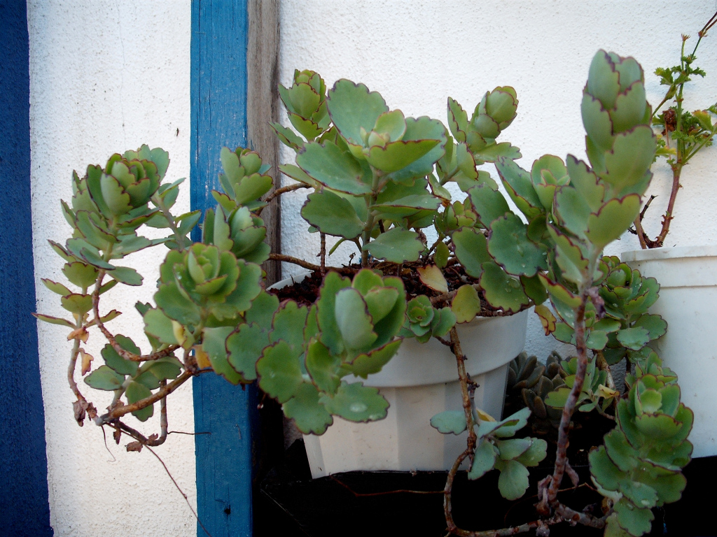 DSCF1559.jpg