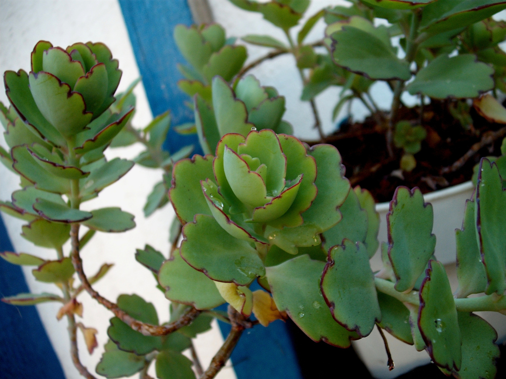 DSCF1561.jpg