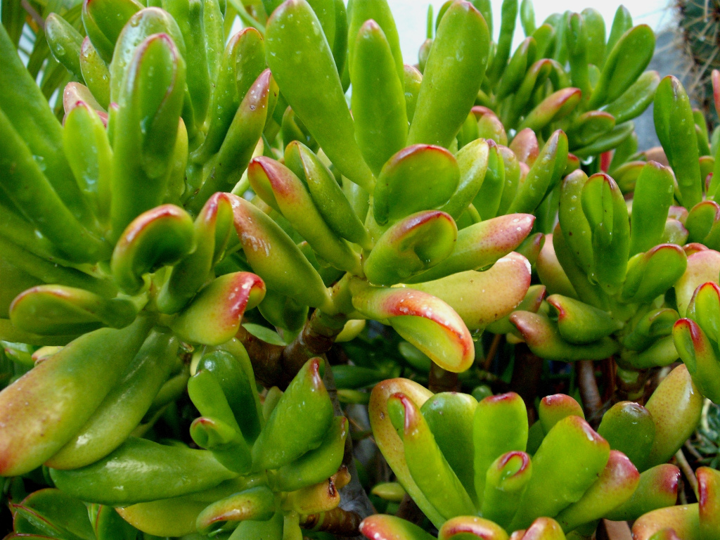 DSCF1565.jpg