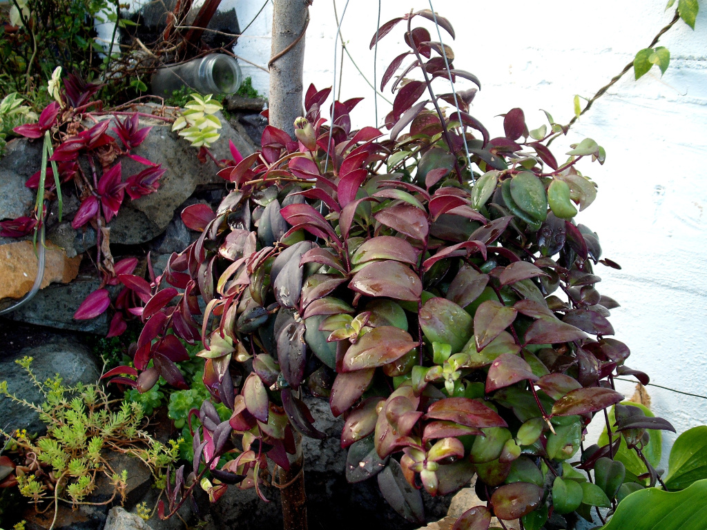 DSCF1566.jpg