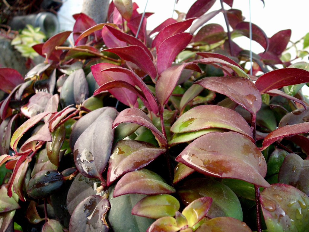 DSCF1567.jpg