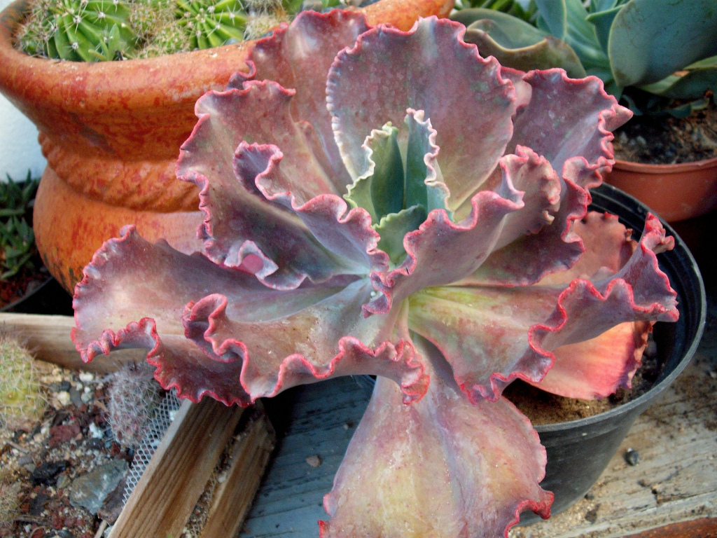 DSCF1568.jpg