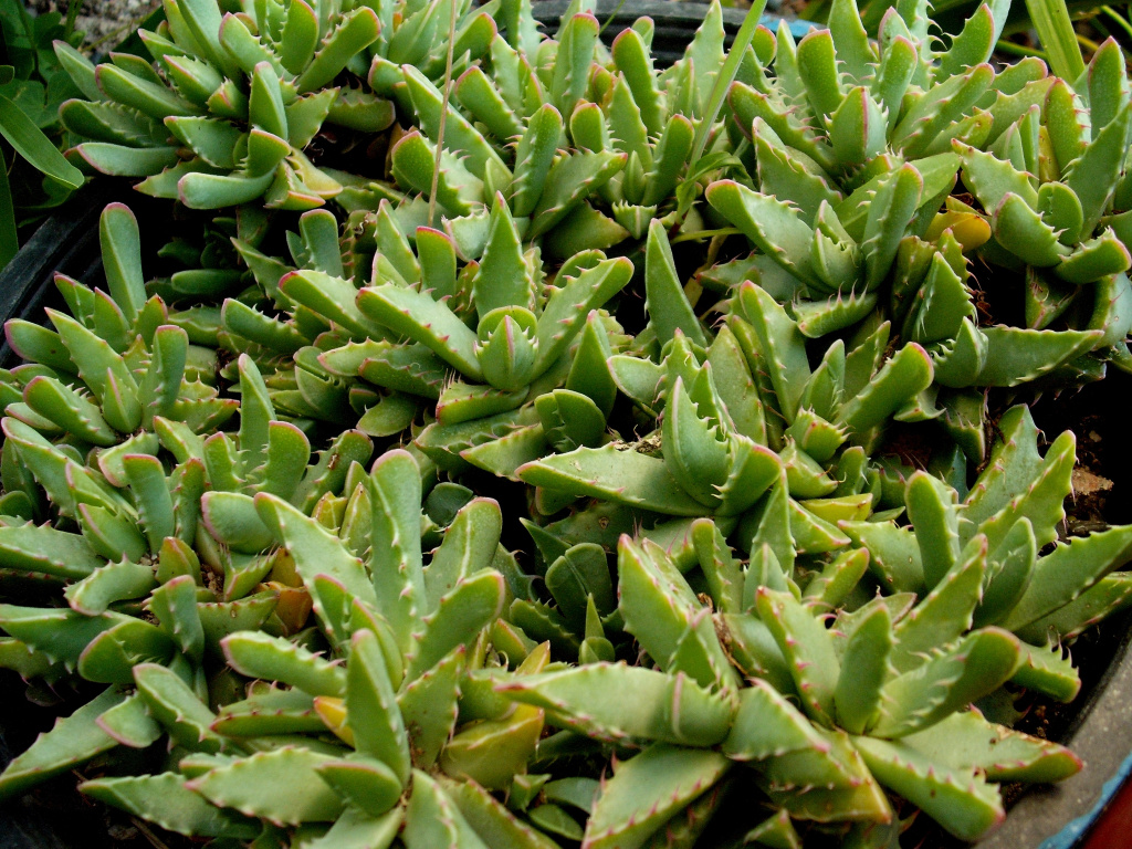 DSCF1574.jpg