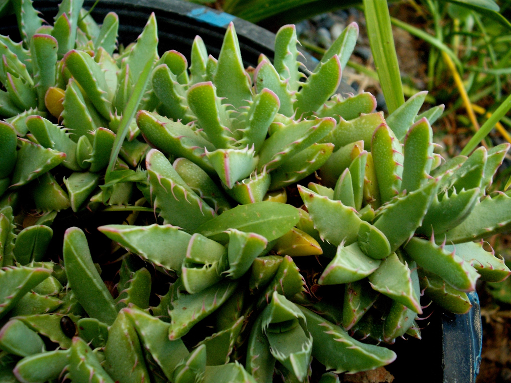 DSCF1575.jpg