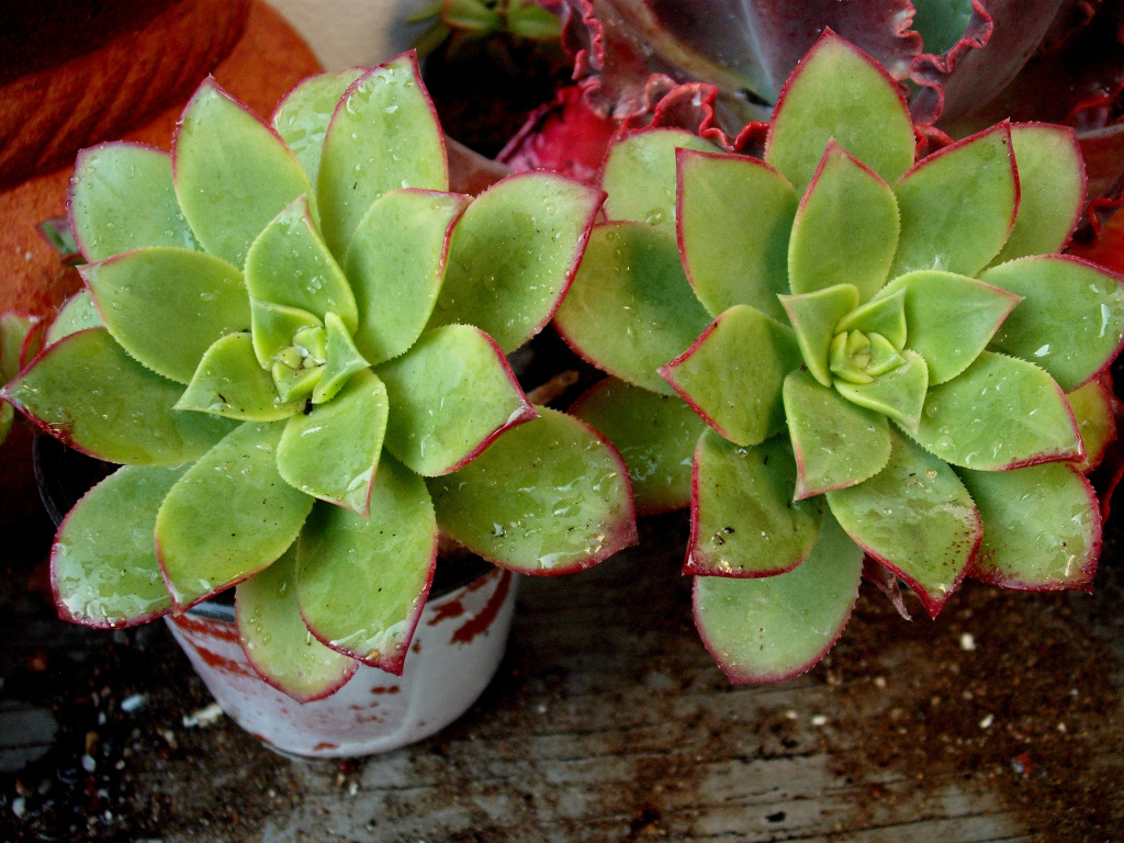 DSCF1578.jpg