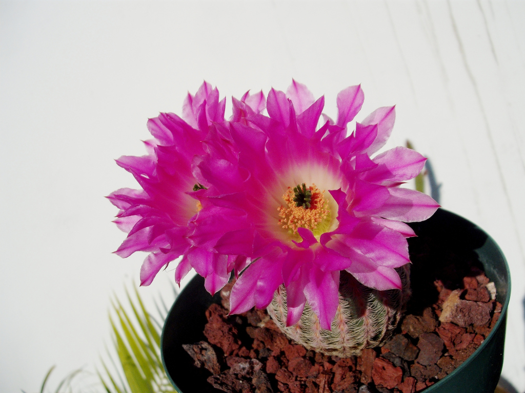 DSCF1612.jpg