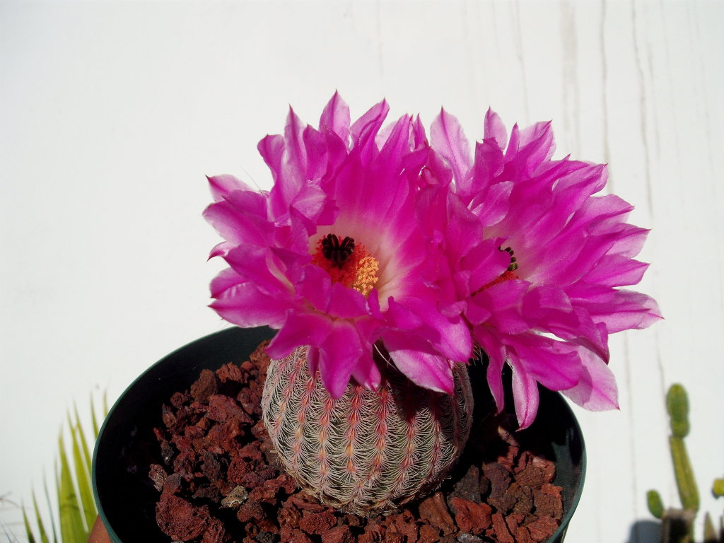 DSCF1613.jpg