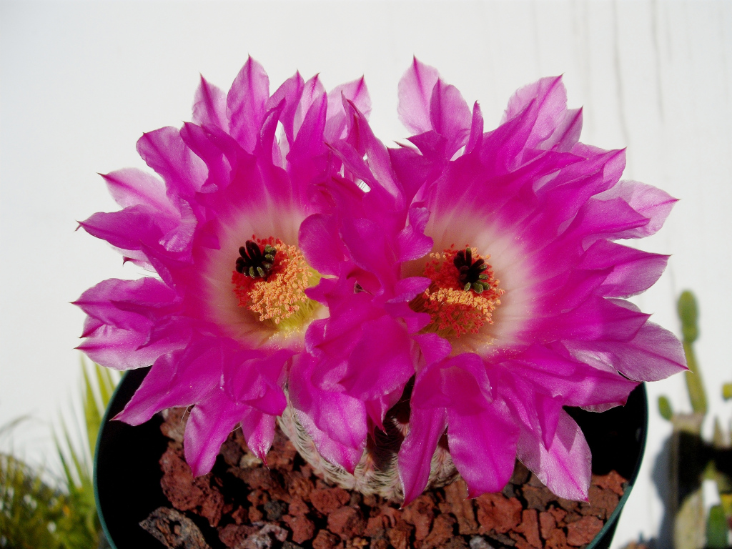 DSCF1614.jpg