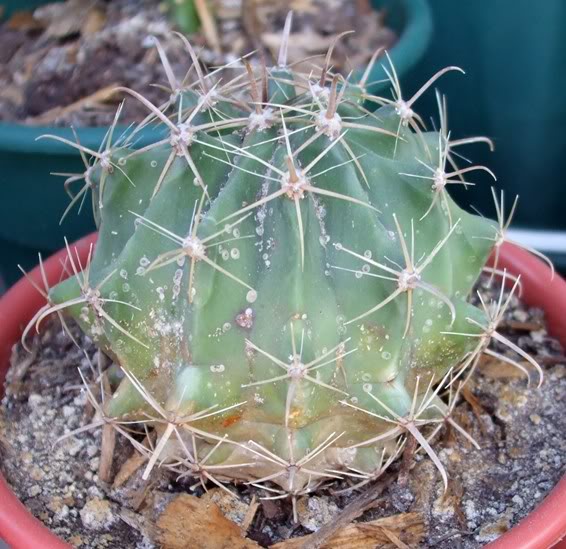 DSCF1615.jpg