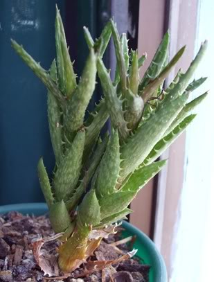 DSCF1617.jpg