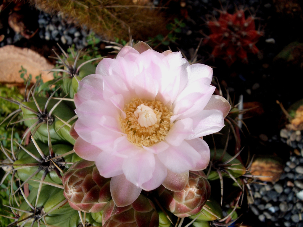 DSCF1631.jpg