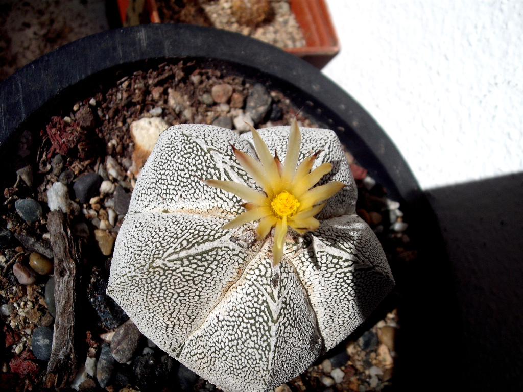 DSCF1636.jpg