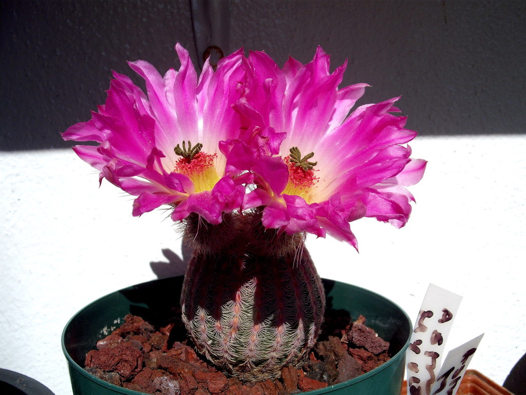 DSCF1639.jpg