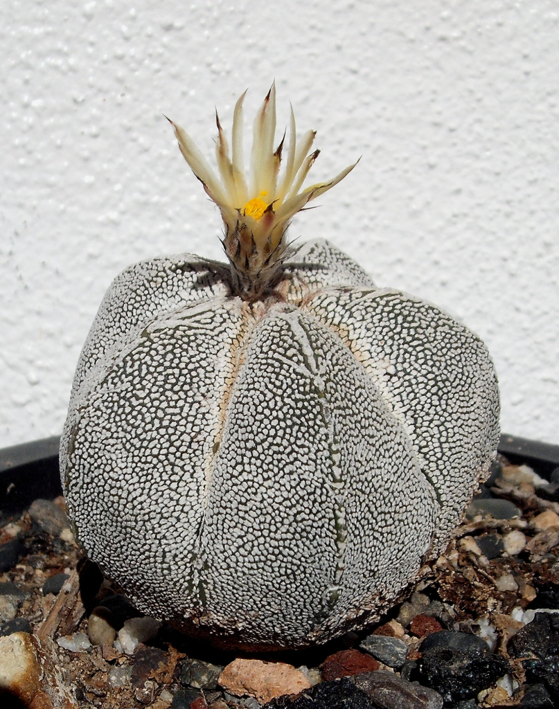 DSCF1640.jpg