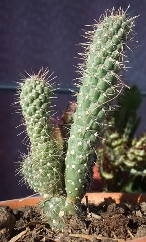 DSCF1644.jpg