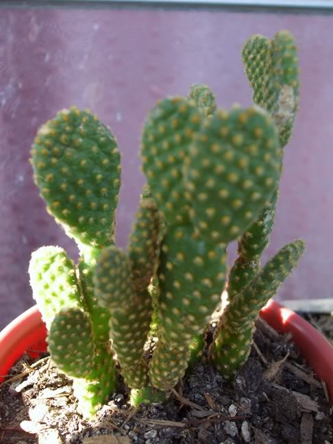 DSCF1653.jpg