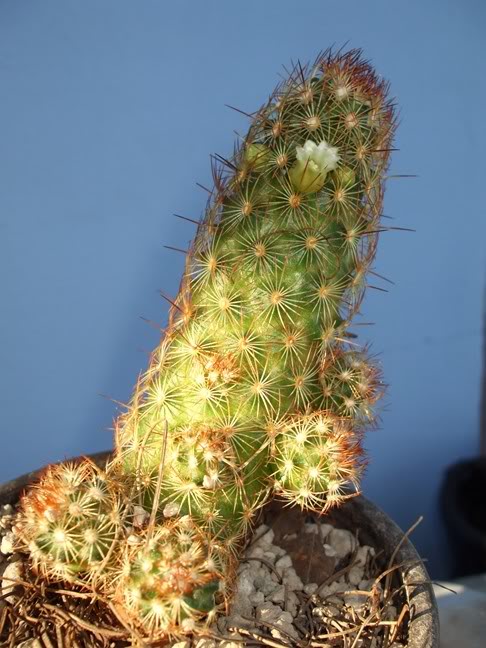 DSCF1681.jpg