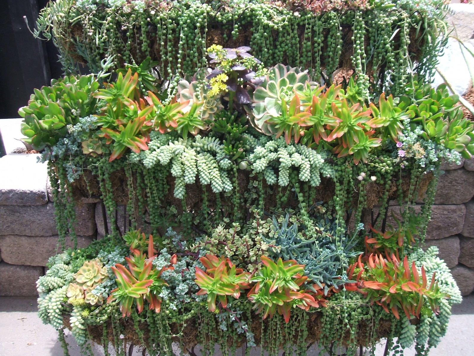 DSCF1682.jpg