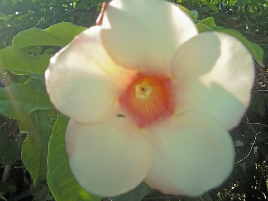 DSCF1689.jpg