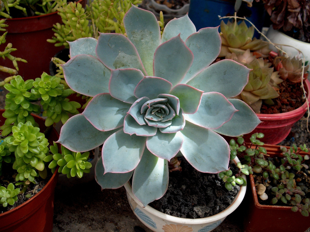 DSCF1720.jpg