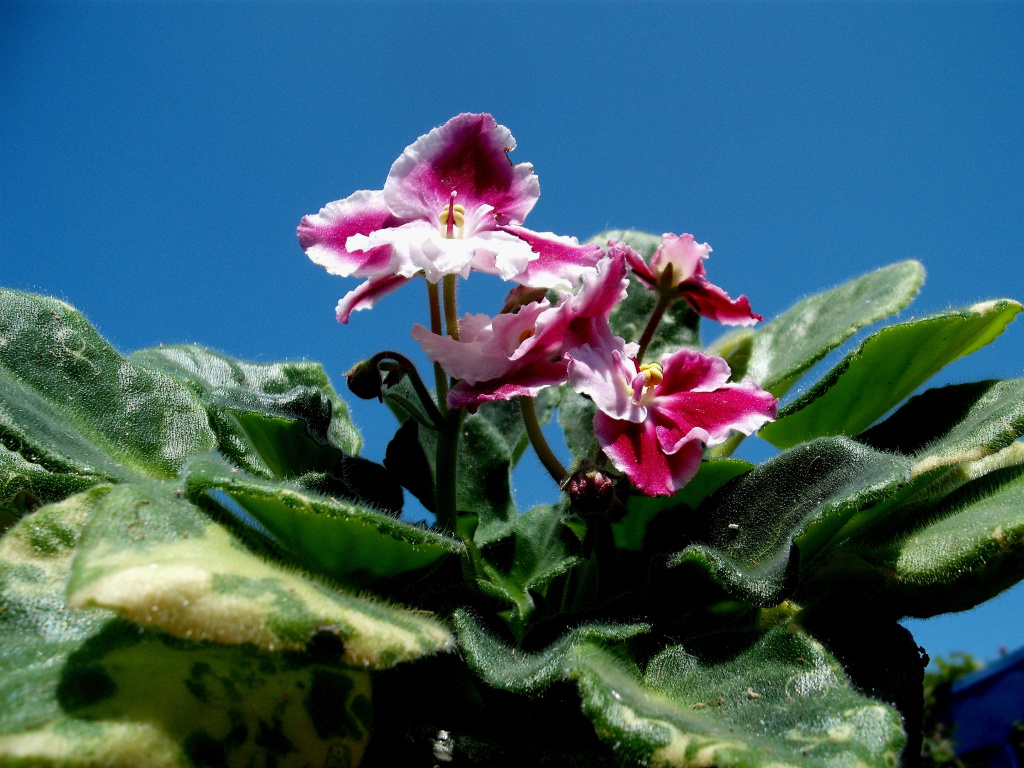 DSCF1743.jpg