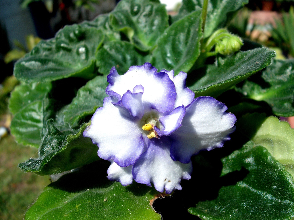 DSCF1745.jpg