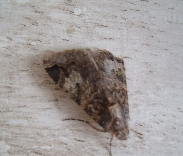 DSCF1773.jpg