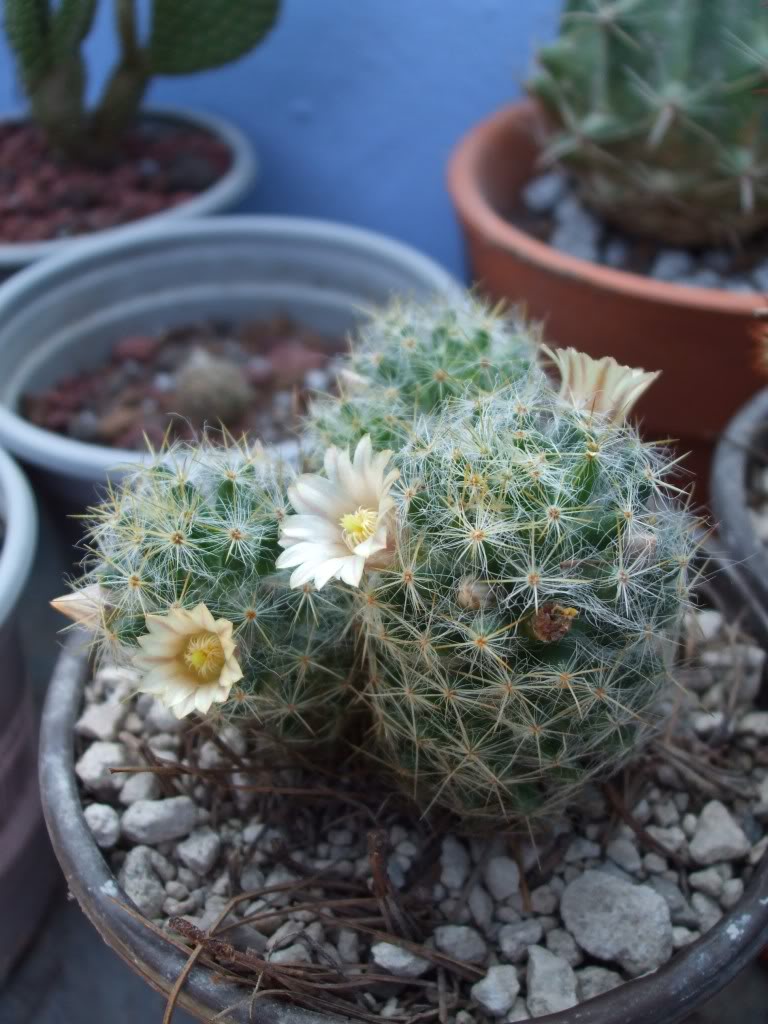 DSCF1791.jpg