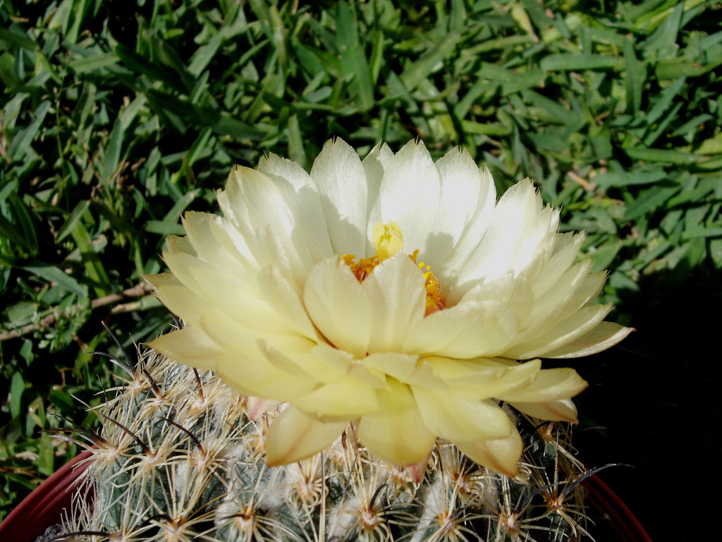 DSCF1810.jpg