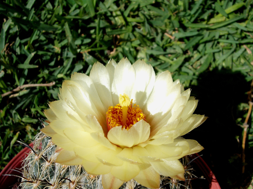 DSCF1811.jpg