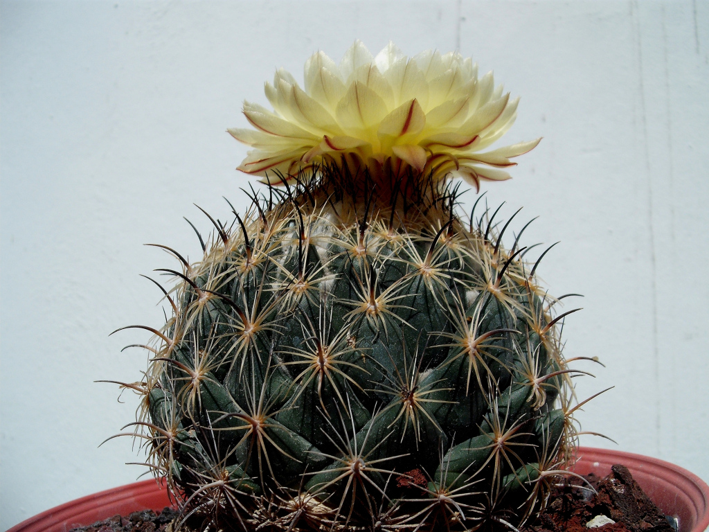 DSCF1812.jpg
