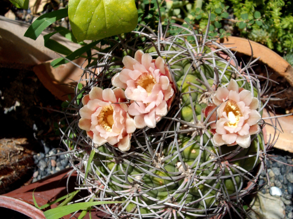 DSCF1815.jpg