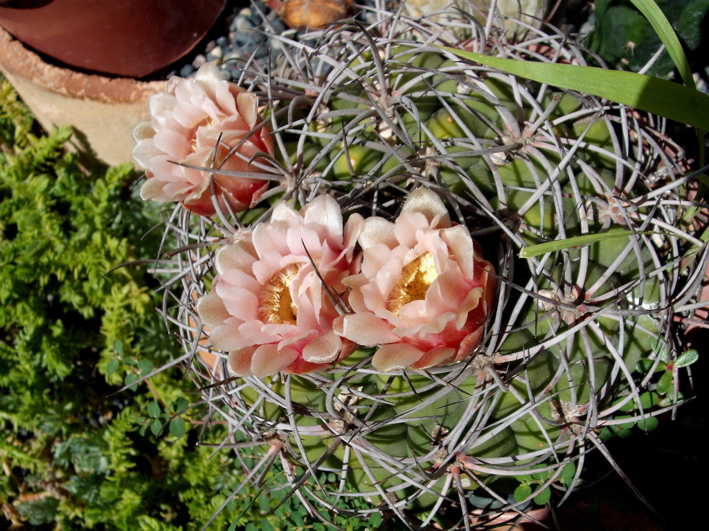 DSCF1816.jpg