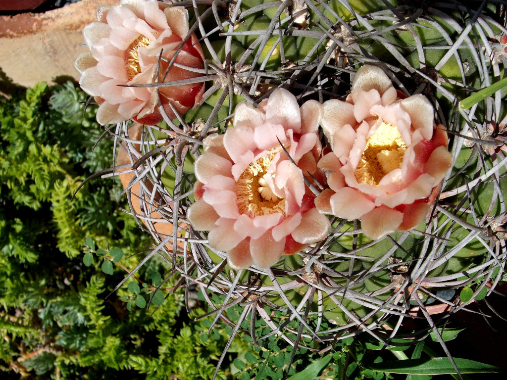 DSCF1817.jpg