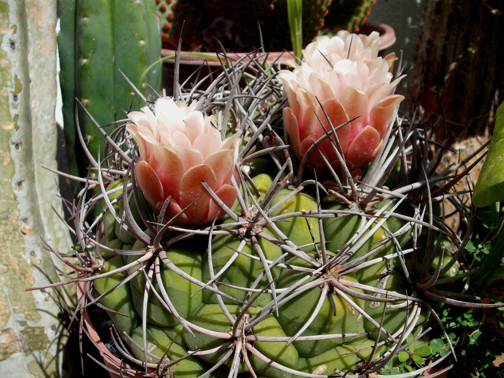DSCF1818.jpg