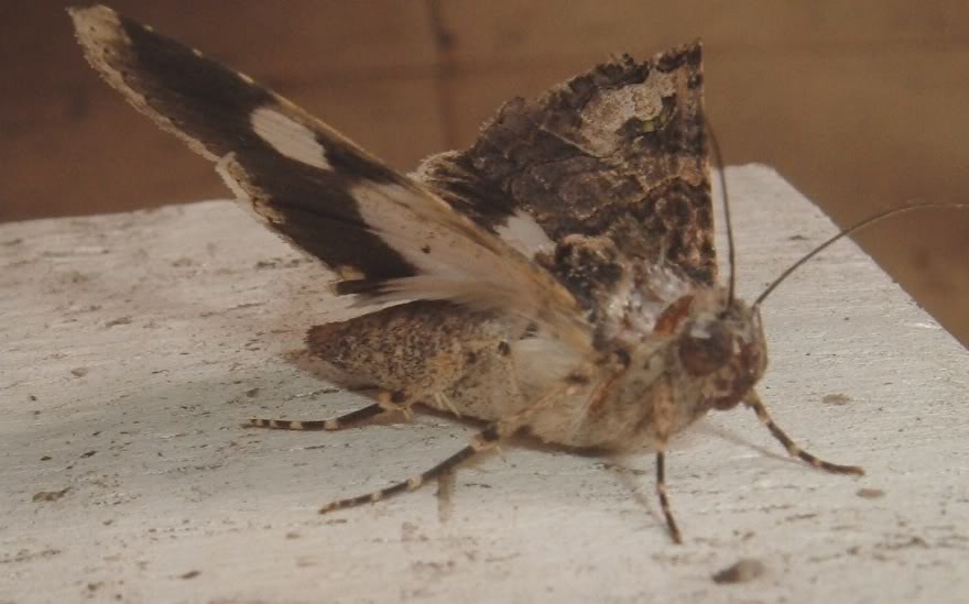 DSCF1820.jpg