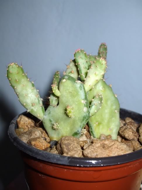 DSCF1825.jpg