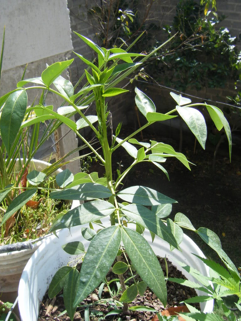 DSCF1850.jpg