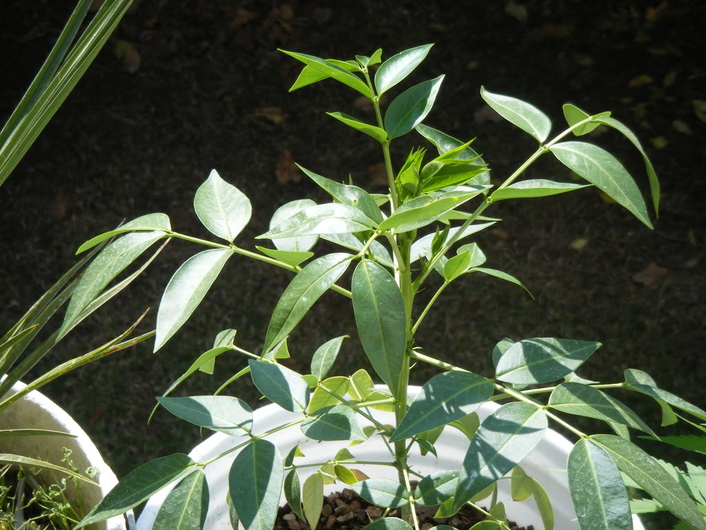 DSCF1853.jpg