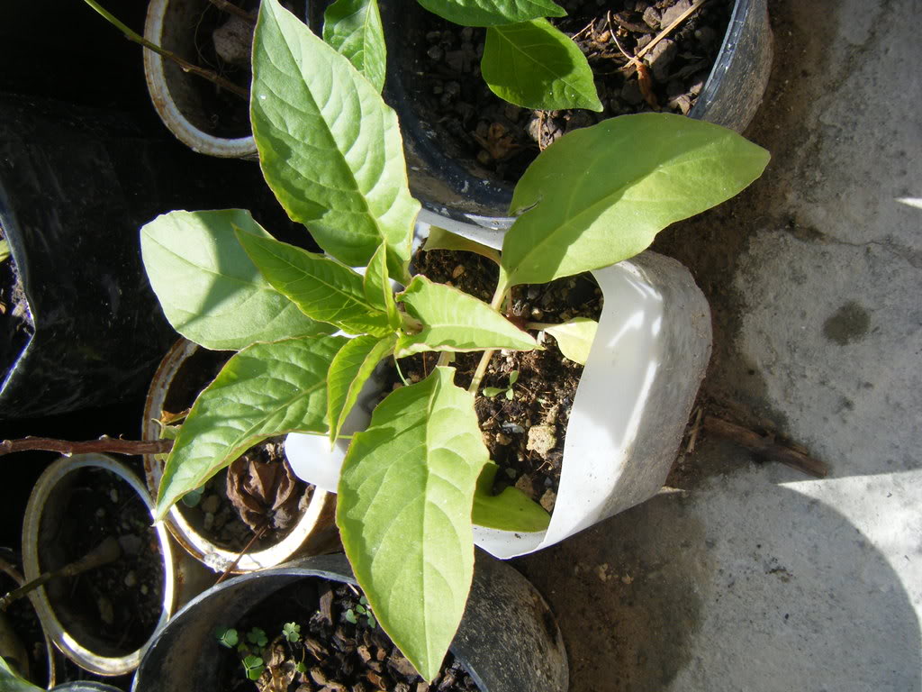 DSCF1854.jpg