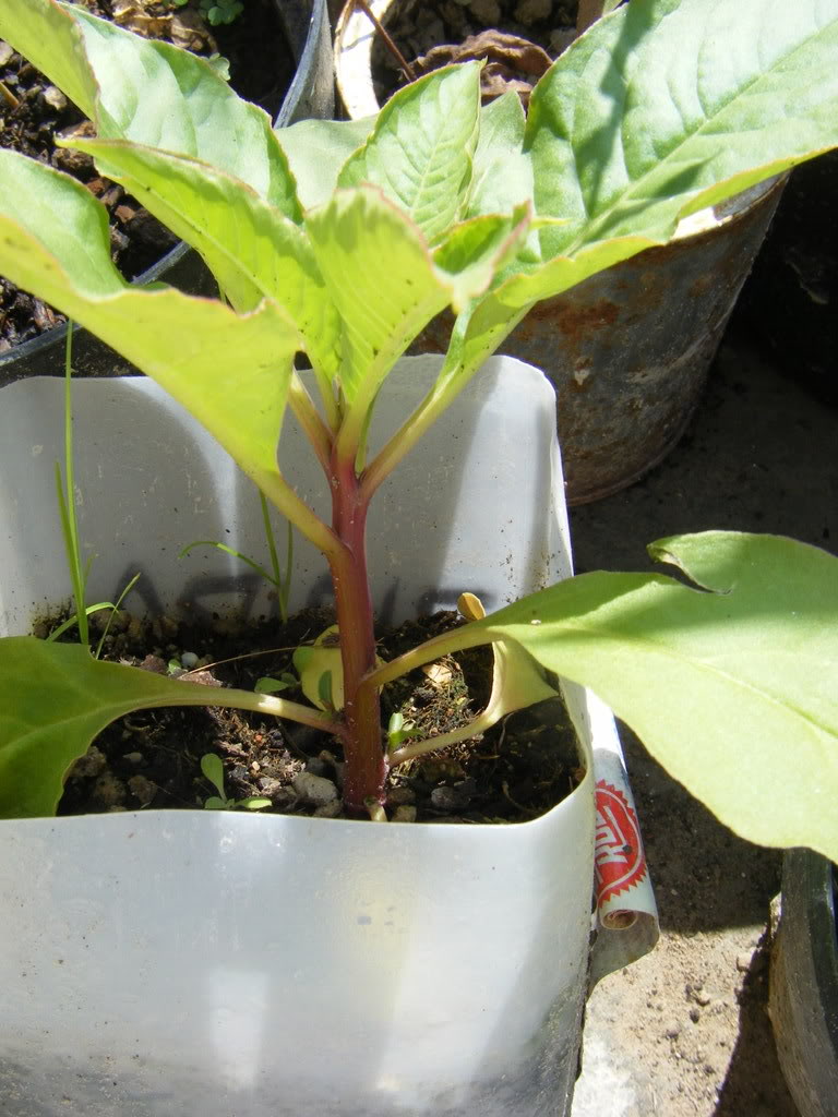 DSCF1855.jpg