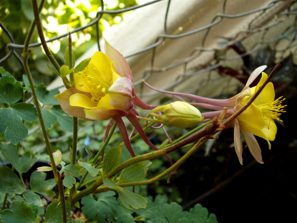 DSCF1856.jpg