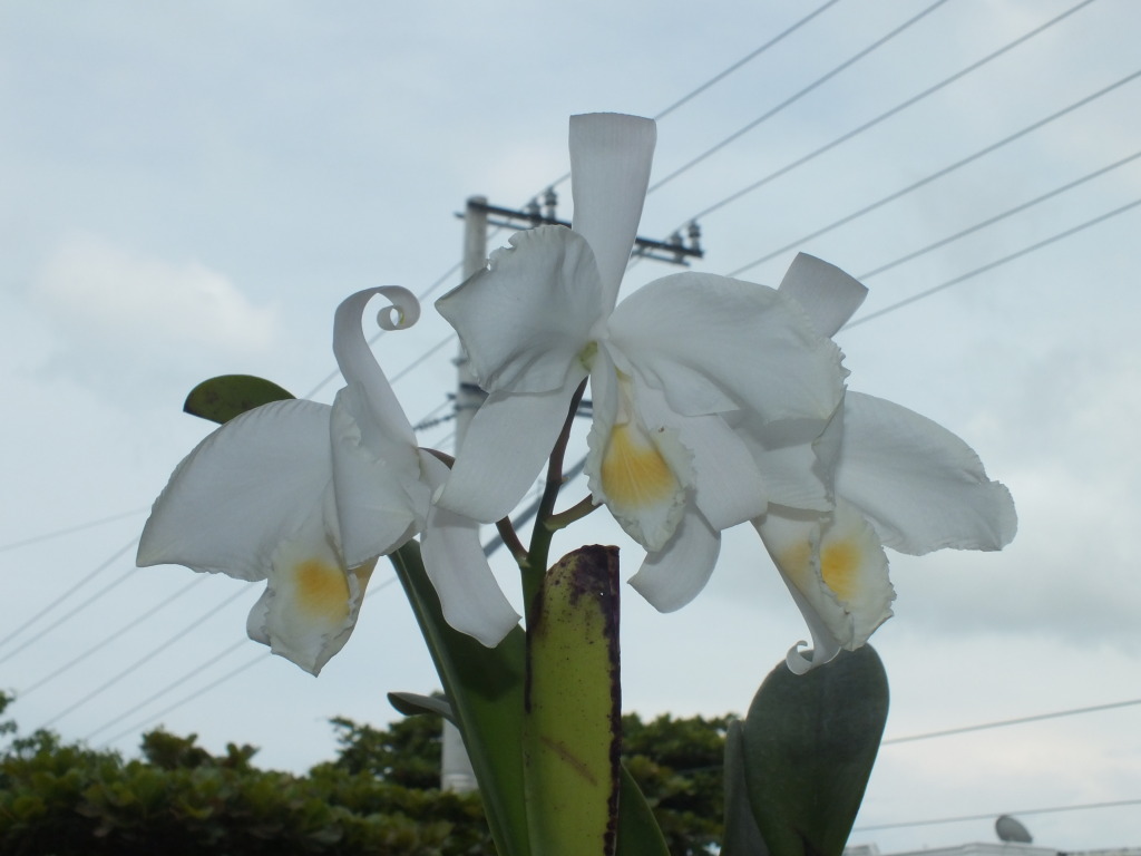 DSCF1921.jpg
