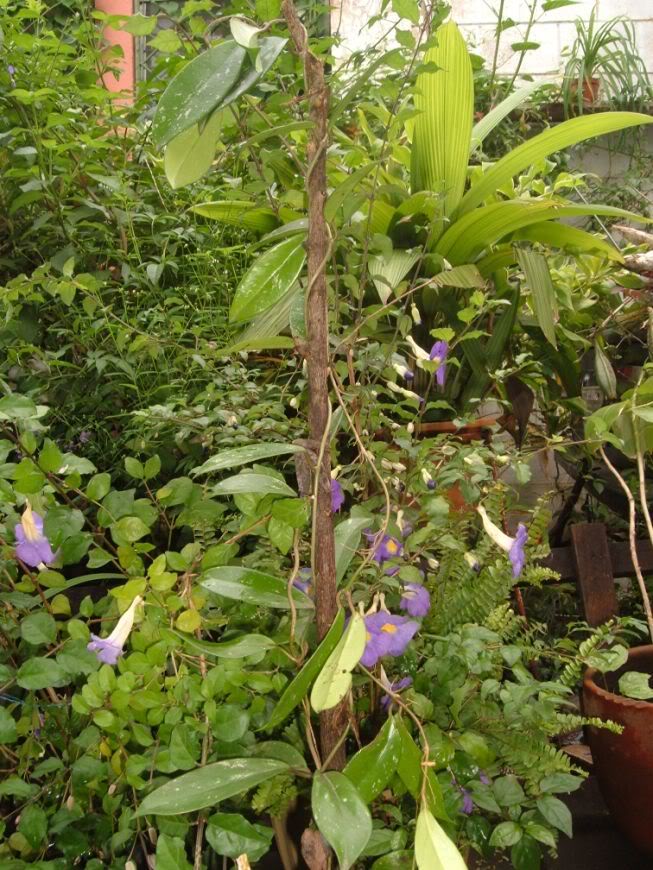 DSCF1926.jpg