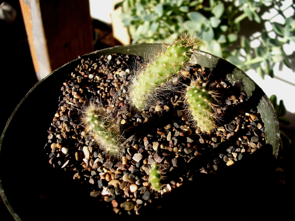 DSCF1985.jpg