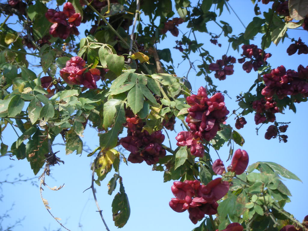 DSCF2041.jpg