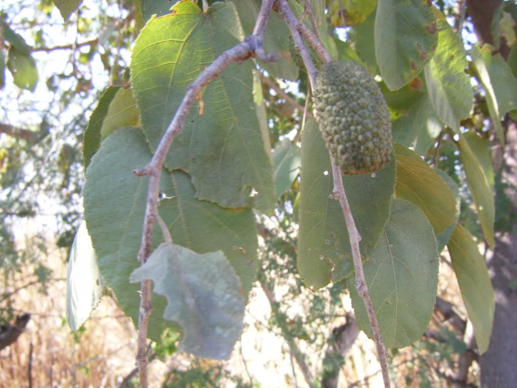 DSCF2057.jpg