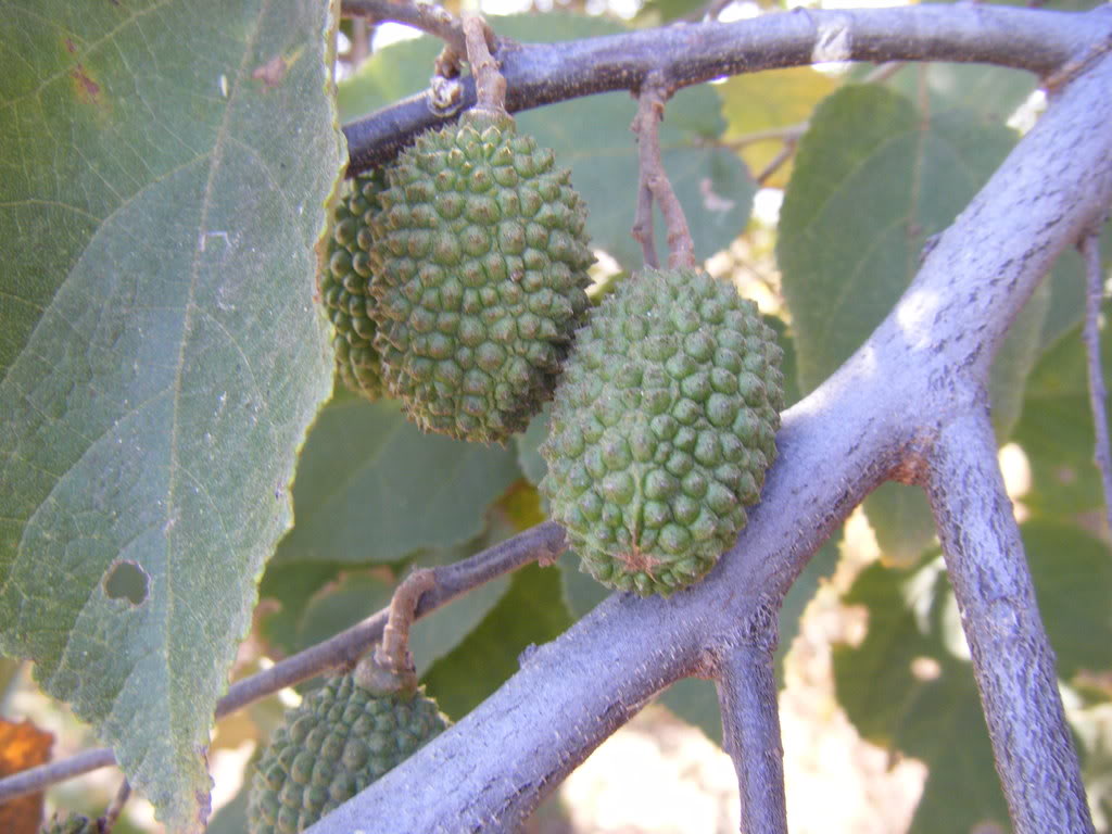 DSCF2058.jpg